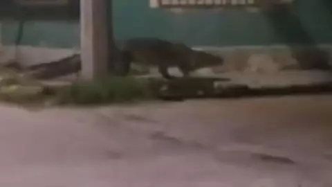 Viralizan video de presunto MEGA cocodrilo en calles de Progreso