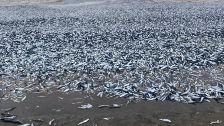 peces-muertos-hokkaido-japon.jpg
