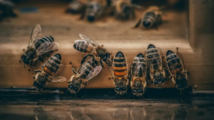 CDMX aprueba ley para proteger abejas y polinizadores prioritarios