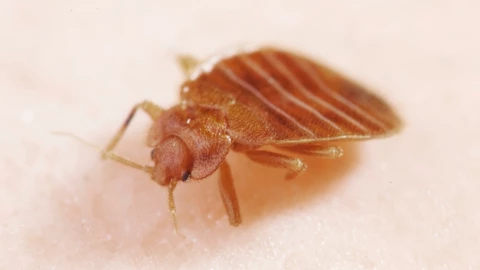 Chinches en casa: Cómo es el método efectivo para eliminarlas con calor