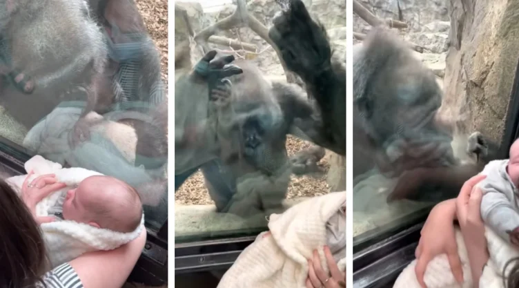 mama-gorila-reaccion-bebe-zoologico.jpg