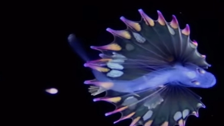 VIDEO-Bióloga-mexicana-capta-avistamiento-de-larva-de-pez-trípode-arcoíris-en-las-profundidades