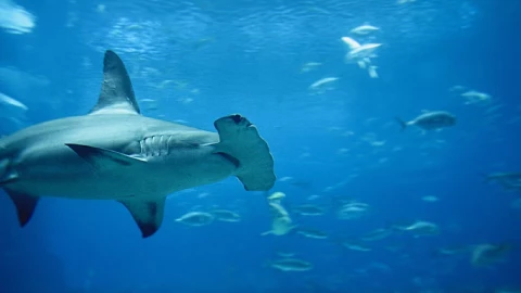 VIDEO_ ¡INCREÍBLE! Así fue captado un tiburón martillo cazando en Cozumel.jpg