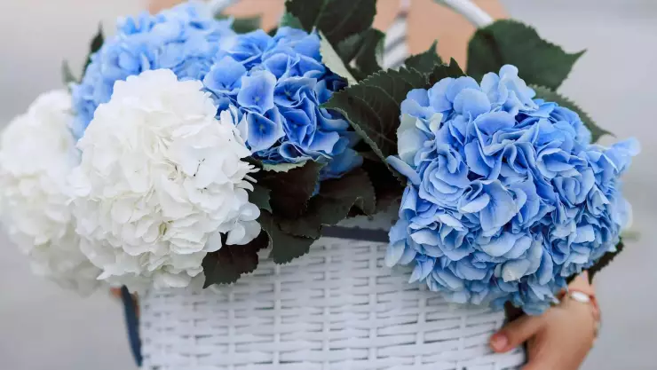 Día Internacional del Novio_ Esta es la razón por la que se regalan flores AZULES el 3 de octubre.jpg