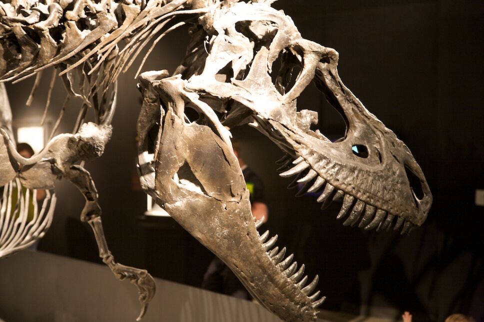 Dinosaurios, México 2.jpg