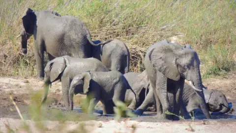 Elefantes salvajes matan humanos.jpg