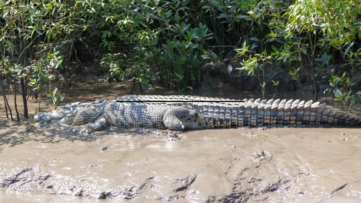 VIDEO Captan a enorme cocodrilo en un lago