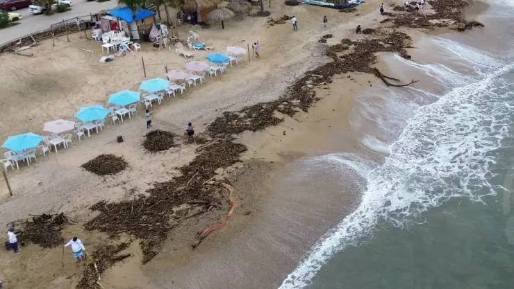 Lirio acuático en playas de Acapulco, Guerrero