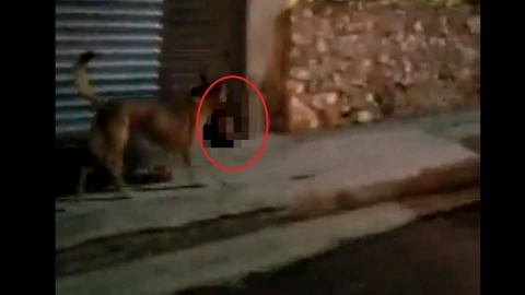 perro pasea cabeza humana en Zacatecas