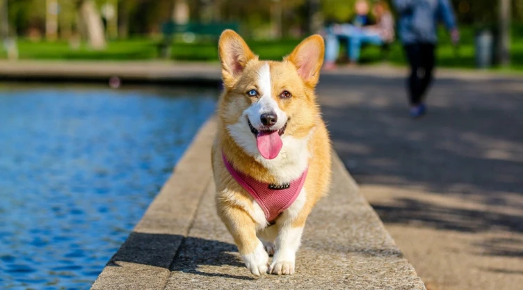 cuál es multa CDMX no recoger popó perro