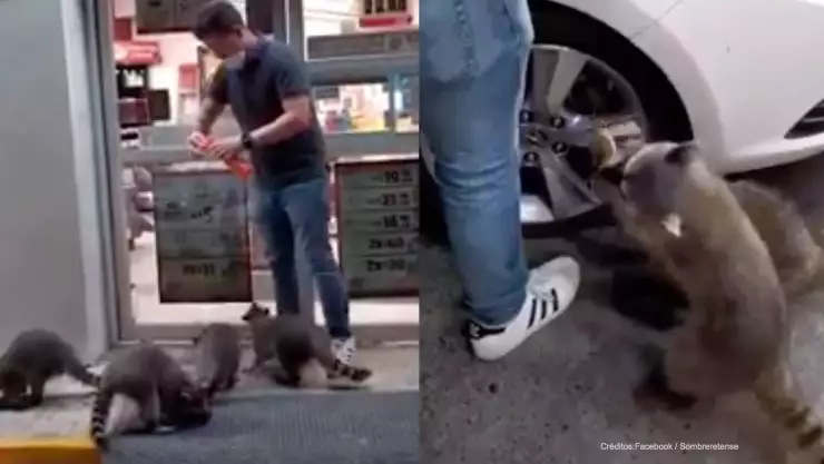 mapaches piden comida.jpg