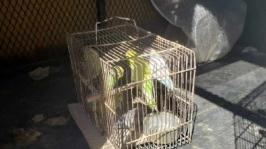 Aseguran siete aves de especies amenazadas en el Baratillo