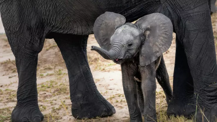 Nacen elefantes gemelos y sorprende a todos, ¡es un milagro!