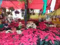 En estos mercados de flores puedes encontrar una gran variedad de nochebuenas a buen precio en la CDMX