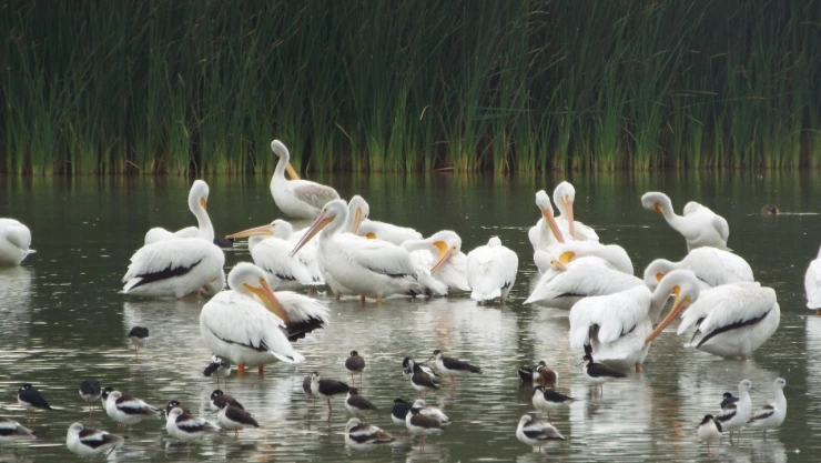 Pelícanos blancos en el lago del Bosque de San Juan de Aragón.