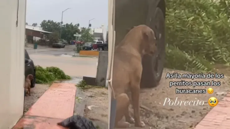 VIDEO ‘Los perritos también sufren’ Así es como los perritos pasan el huracán