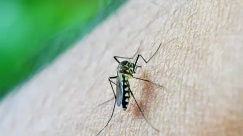 ¿Cuáles son los síntomas del dengue y cómo tratarlo?