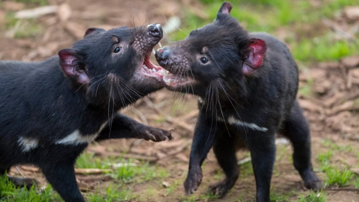 demonio_tasmania_australia.jpg