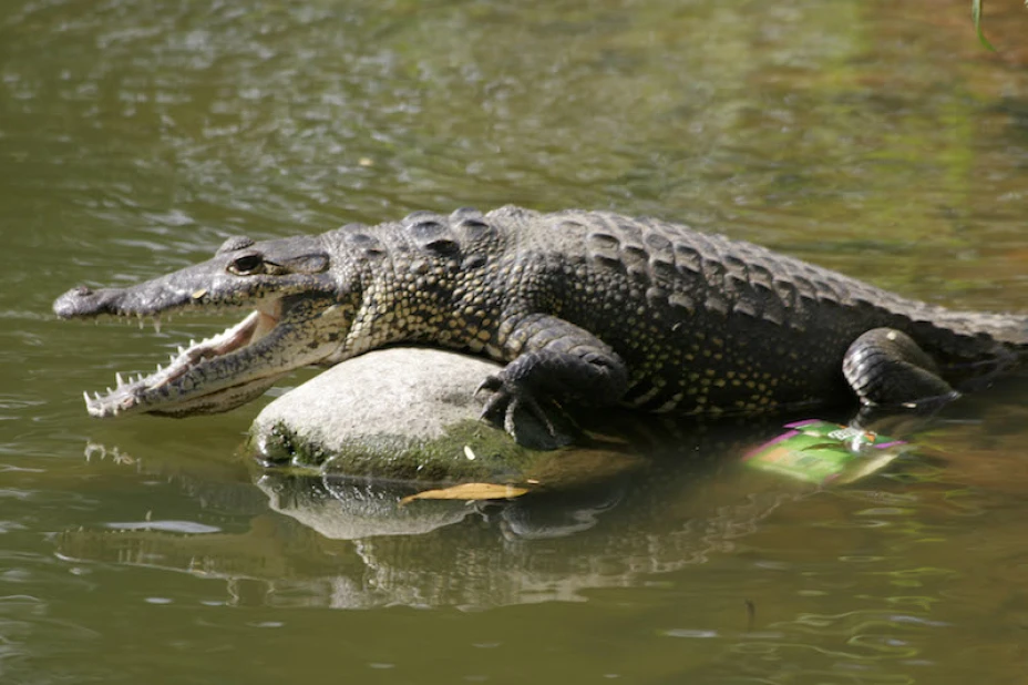 COCODRILO