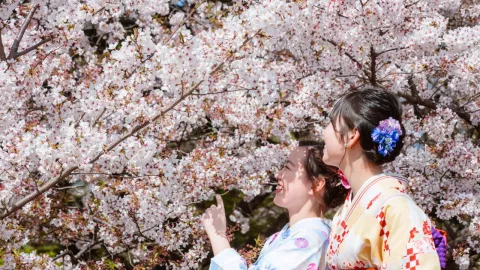 Festival de Verano de Jap&oacute;n Natsumatsuri 2024
