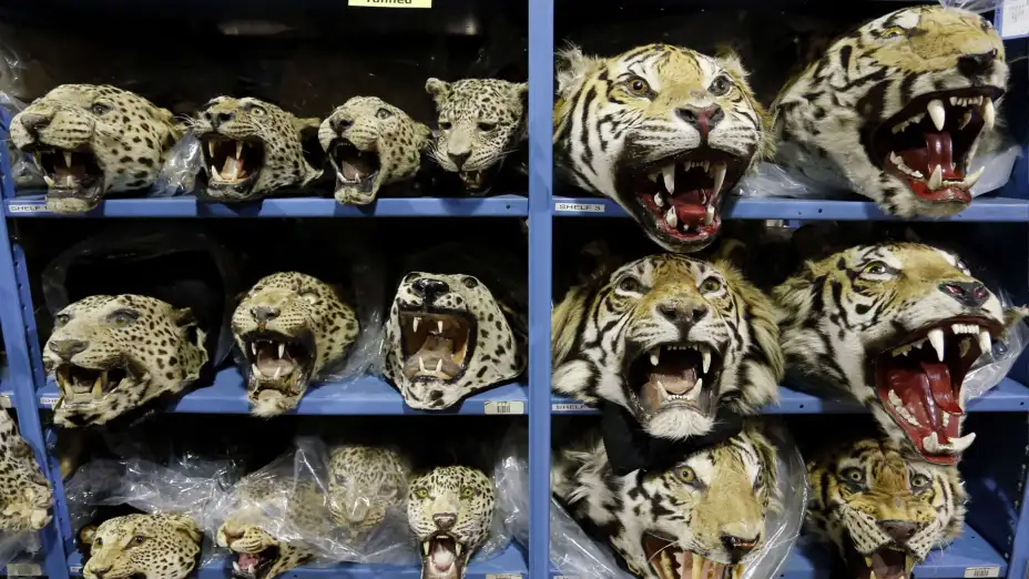 Cabezas de leopardo y tigre traficadas ilegalmente decomisadas en EU