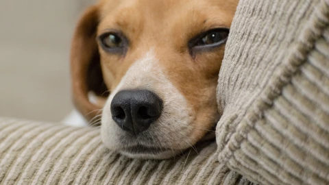 Polémica en China por cortar orejas a mascotas