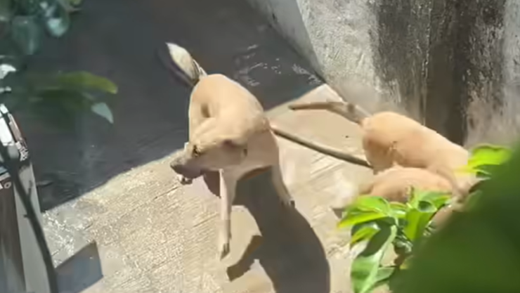 Perros Coatzacoalcos.png