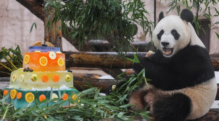Día Nacional del Panda