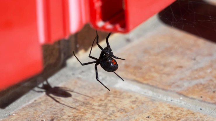 Las arañas viuda negra y su característica mancha roja