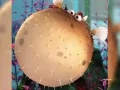 buscando-a-nemo