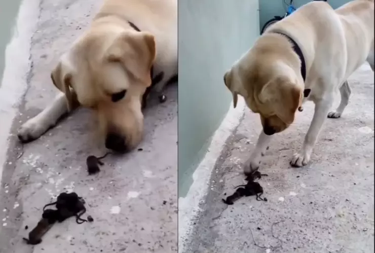 Compran perrito para cazar ratas, pero can termina adoptándolas