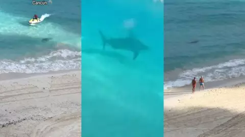 ¡IMPRESIONANTE! Turistas captan a un tiburón toro en playa de Cancún (VIDEO)