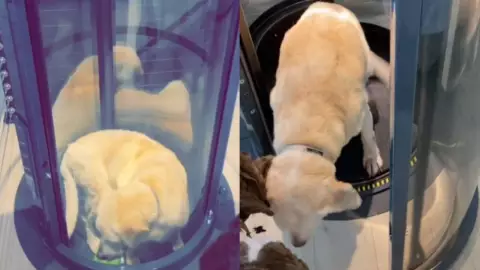 Elevador para perrito