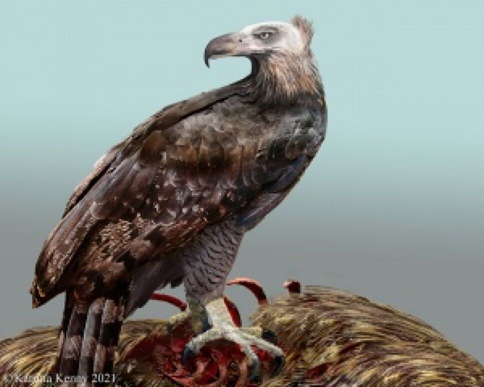 Bild1-Haasts-eagle-reconstruction2.jpg