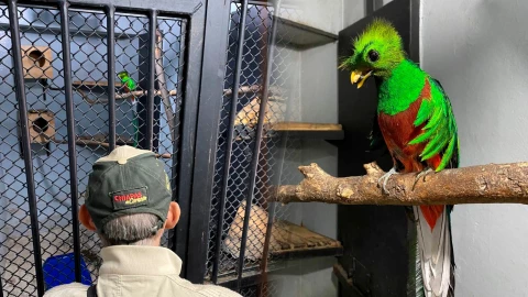 Quetzal rescatado en CDMX