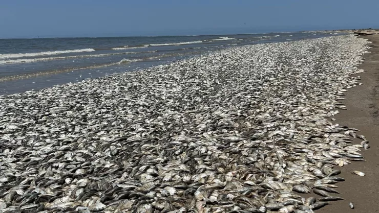 Miles de peces muertos arrastrados por la marea