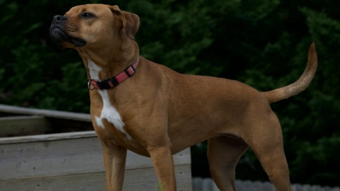 70 mil ataques de perros al año en México: ¿Por qué atacan y qué debes hacer en esa situación?