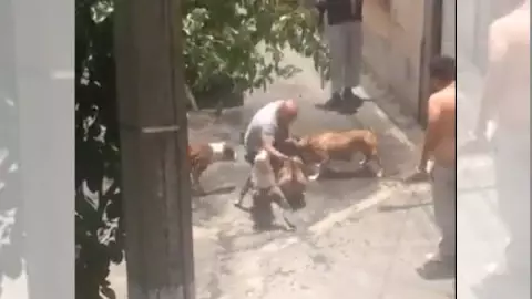 pitbulls matan a perro.jpg