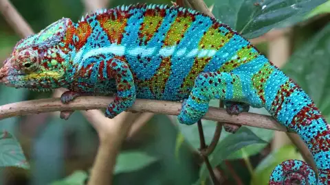 colores camaleon pantera
