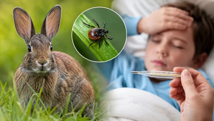 Alertan por casos de tularemia; ¿qué es la “fiebre del conejo” y cuáles son sus síntomas?