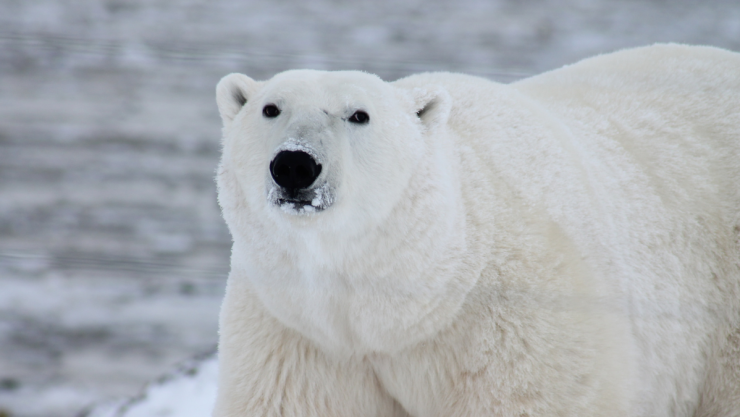 oso polar Noruega