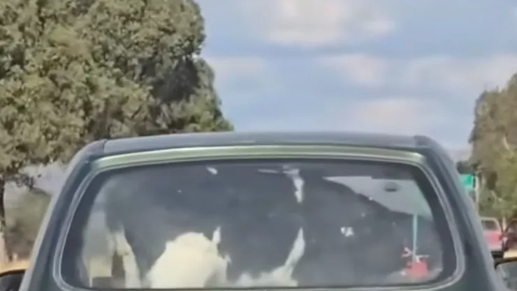 Captan en video a una vaca a bordo de un automóvil en Aguascalientes y se hace viral