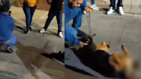 VIDEO | Conductor arrastra a perrito amarrado a camioneta por calles de Xalapa, Veracruz