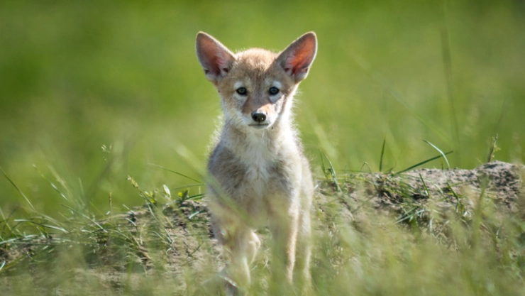 coyotes crías Tulancingo, Hidalgo