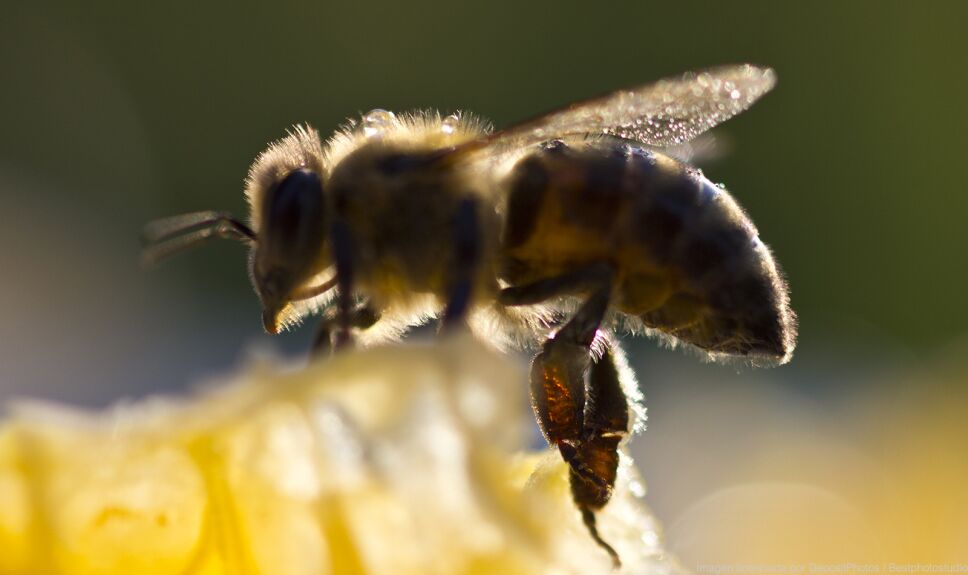 ddc abeja