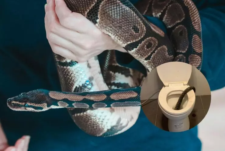 Hombre es mordido por una serpiente que se escondía en el inodoro; esto sabemos