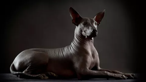 xoloitzcuincle