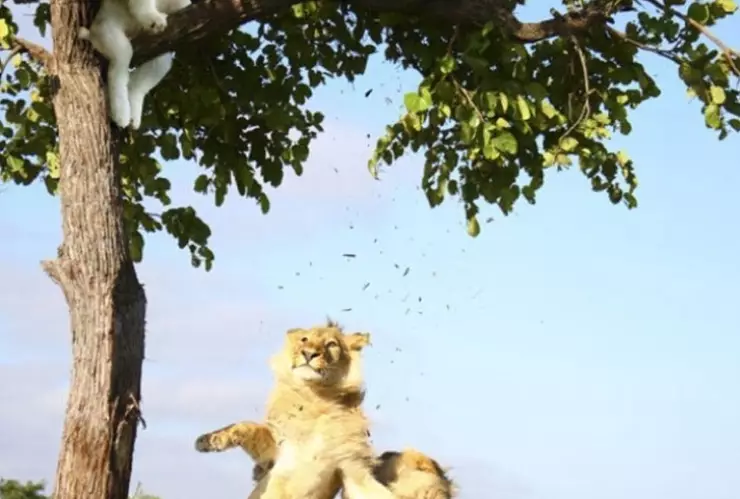 perrito husky se atora y le crean memes.jpg