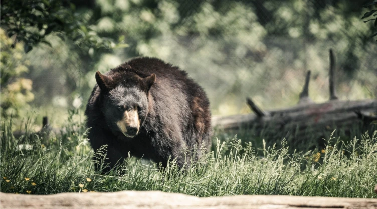 Oso negro parado en un pintoresco prado rodeado de árboles
