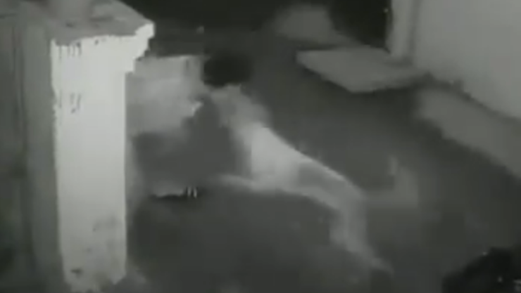 Perro callejero ataca a hombre en la calle.png